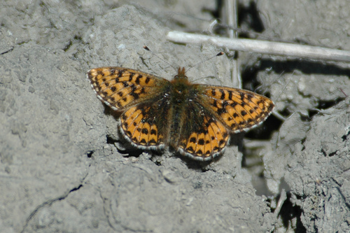 Arctic Fritillary