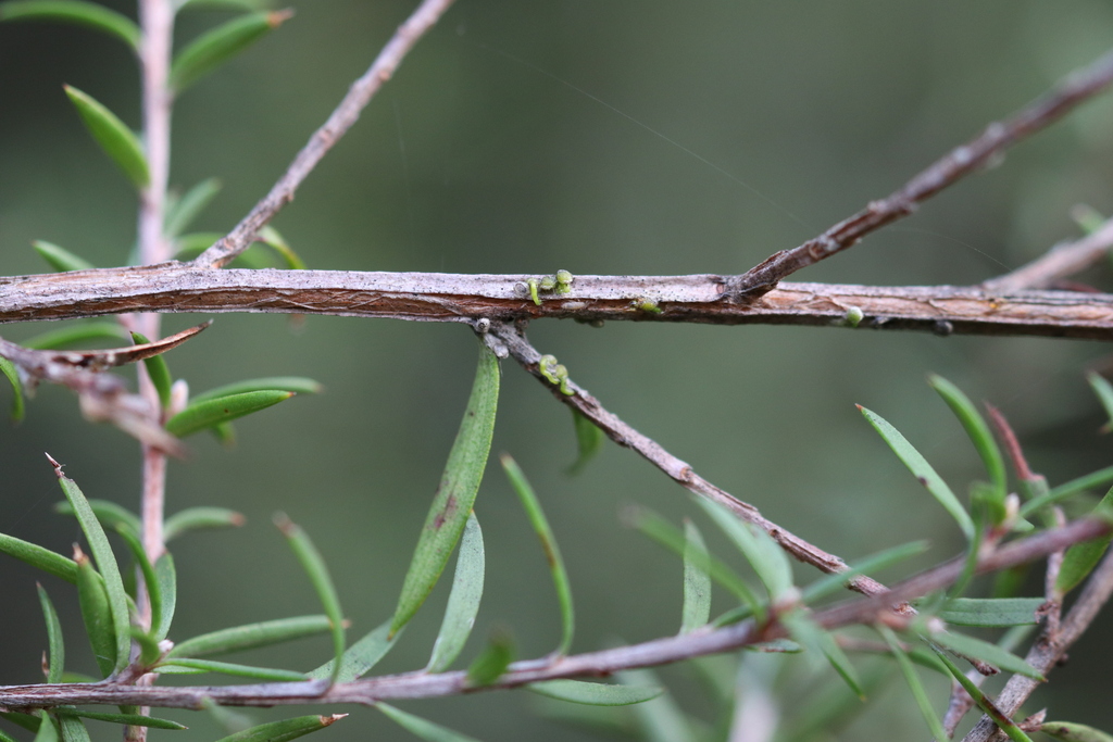 Elongate Springtails in May 2023 by Andy McKay · iNaturalist