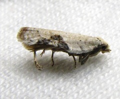 Acleris subnivana