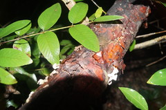 Burseraceae