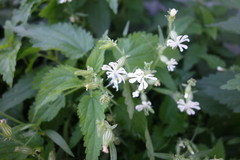 Behenantha