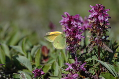 Colias hecla