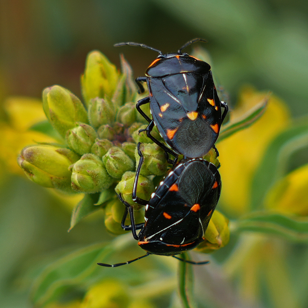 Harlequin Bug from 18751 Laguna Canyon Rd, Laguna Beach, CA 92651, USA ...