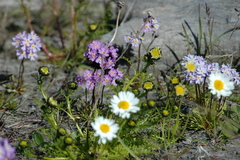 Primula borealis