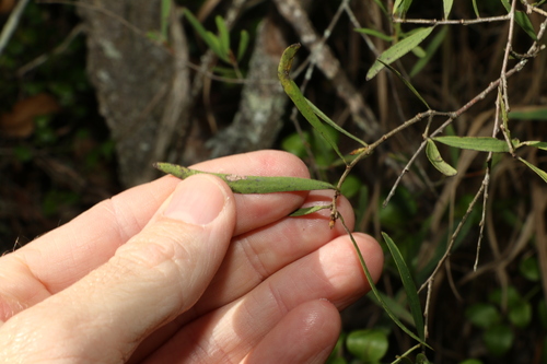 Image of Denhamia cunninghamii by (c) Greg Tasney, some rights reserved (CC BY-SA)