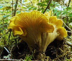 Cantharellus cascadensis