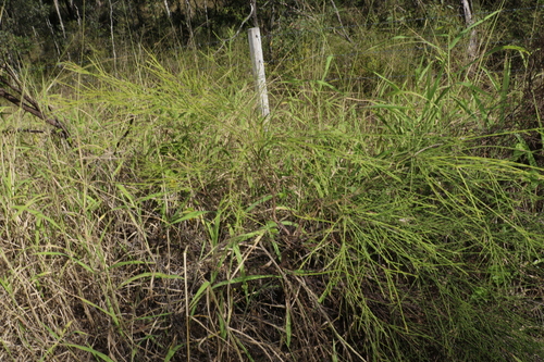 Image of Choretrum candollei by (c) Greg Tasney, some rights reserved (CC BY-SA)