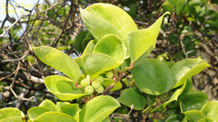 Smilax china
