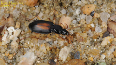 Dolichus halensis