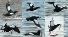 Mallotus catervarius