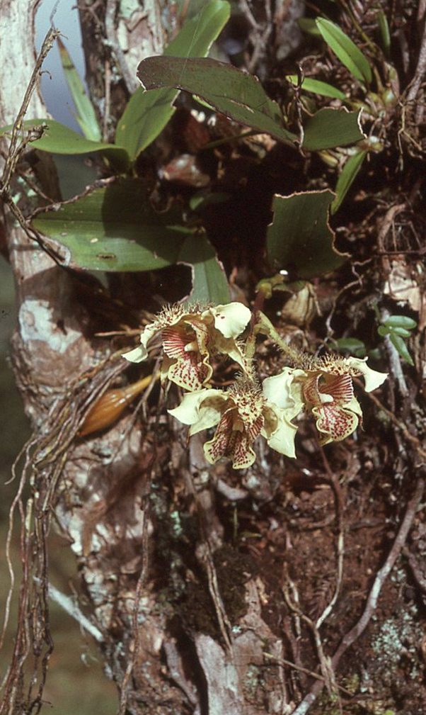 Dendrobium finisterrae Schltr.