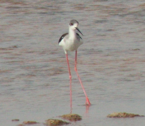 Himantopus himantopus