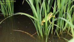 Hyla suweonensis