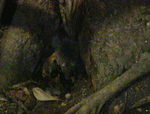 Australian Bush Rat