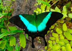 Papilio buddha