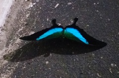 Papilio buddha