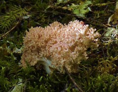 Ramaria botrytis