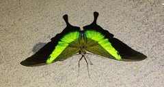 Papilio buddha