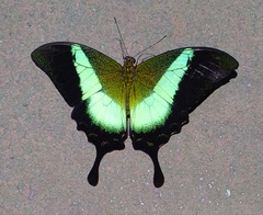 Papilio buddha