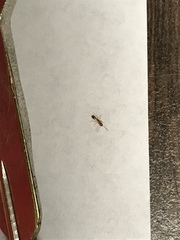 Monomorium pharaonis