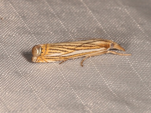 Crambus multilinellus photo 2