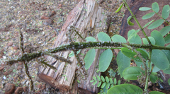 Platycorypha nigrivirga