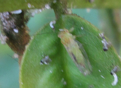 Platycorypha nigrivirga