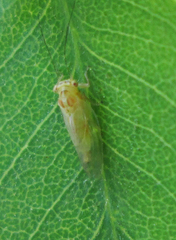 Platycorypha nigrivirga