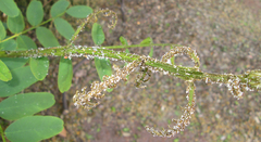 Platycorypha nigrivirga