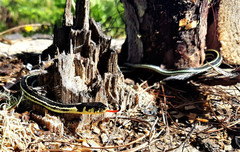 Thamnophis pulchrilatus