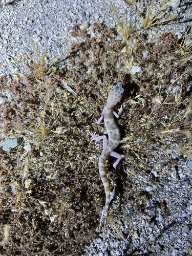 iNaturalist observation photo of Western Banded Gecko