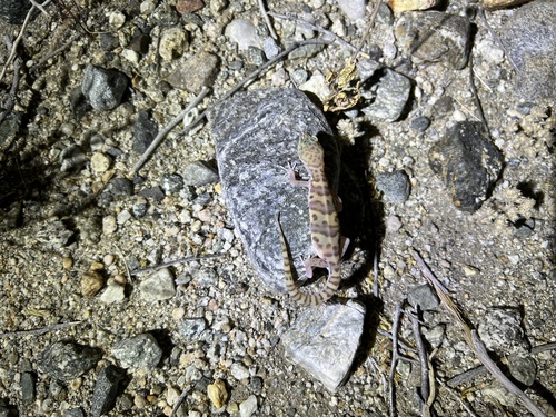 iNaturalist observation photo of Western Banded Gecko
