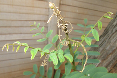 Platycorypha nigrivirga