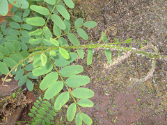 Platycorypha nigrivirga