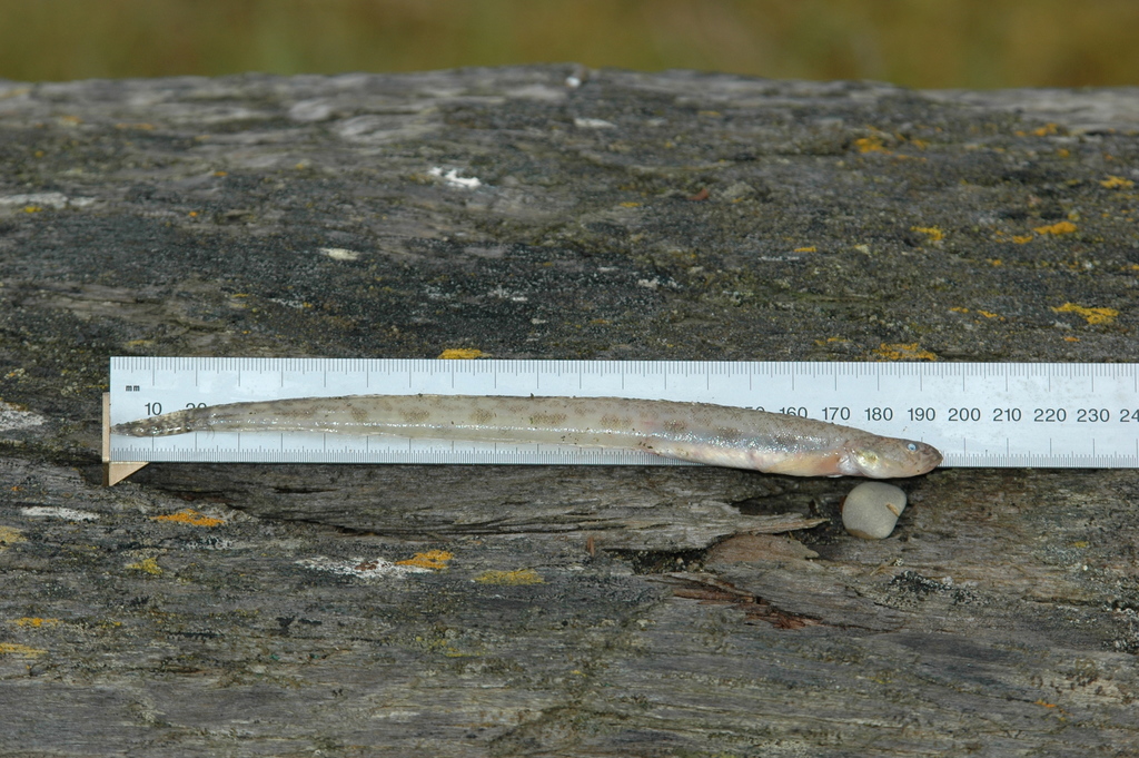 Slender Eelblenny