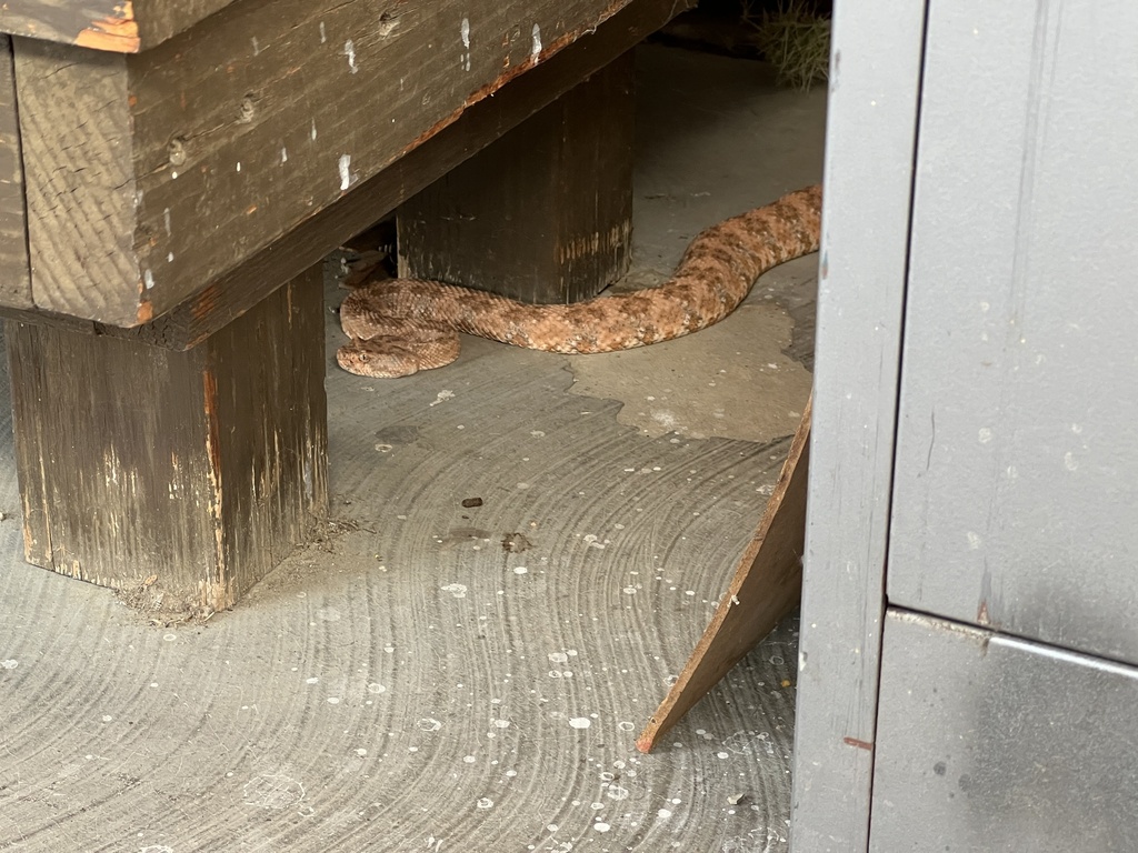 Southwestern Speckled Rattlesnake from Santa Rosa and San Jacinto ...