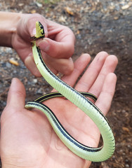 Thamnophis pulchrilatus