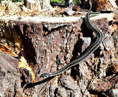 Thamnophis pulchrilatus