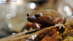Gensan Salamander photo 2