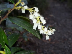 Gaultheria paniculata