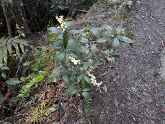 Gaultheria paniculata