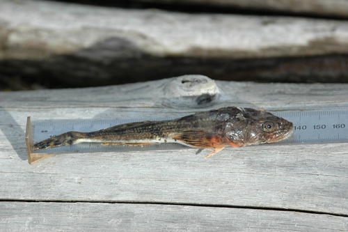 Fourhorn Sculpin