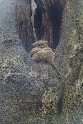 Gursky's Spectral Tarsier