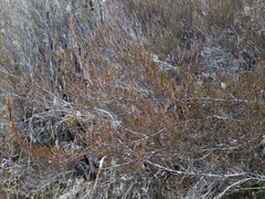 Dracophyllum subulatum