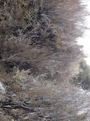 Dracophyllum subulatum