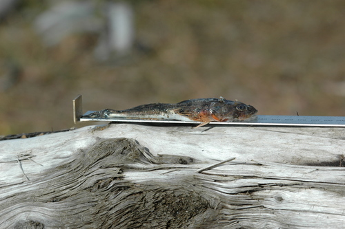 Fourhorn Sculpin