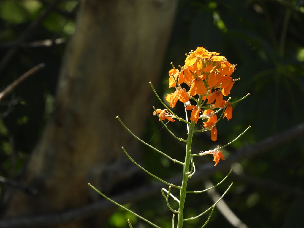 Wallflowers from Solano County, CA, USA on April 29, 2023 at 0226 PM