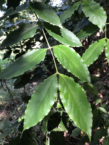 Daphnandra melasmena (Daphnandra melasmena)