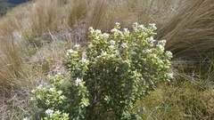 Olearia cymbifolia