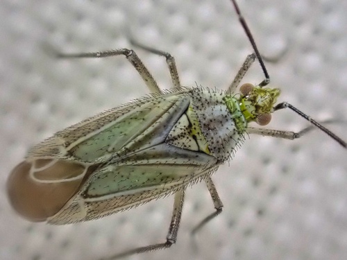 Macrotylus lineolatus